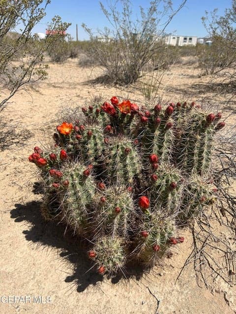 Cactus on Property