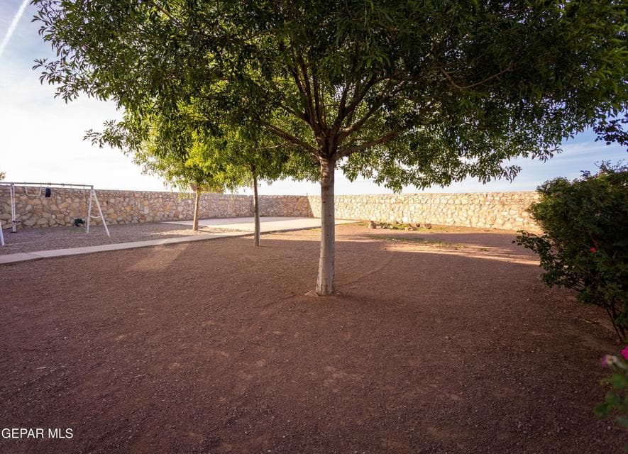 backyard trees and roses (1)