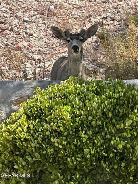 Special friends stop by to visit